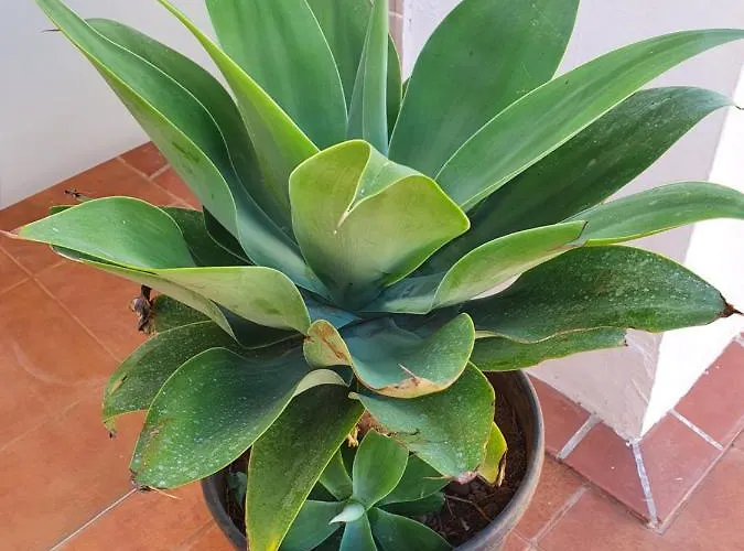 Perla De Roca En Poblado Marinero Акантиладо-де-Лос-Хигантес