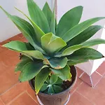 Perla De Roca En Poblado Marinero Acantilado de los Gigantes